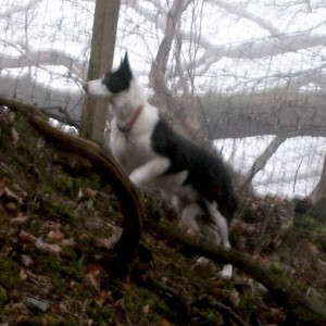 Gwen - border collie with dog diabetes at Pistyll Gwyn