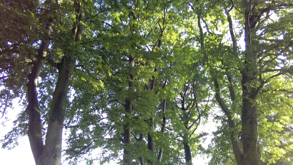 Wisbech Park - beech trees near the Park Road end