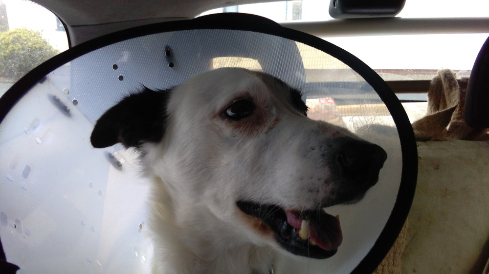 Gwen - Diabetic Border Collie after Cataract Surgey