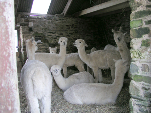 Alpacas in the barn (well ... most the them)