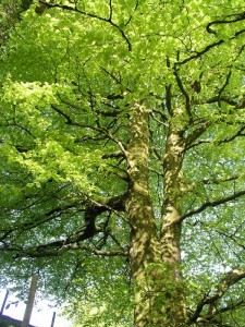 Beech Tree at Pistyll Gwyn, Talog, Wales