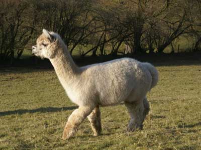 Pistyll Gwyn Dylan - superb intact male for stock guard or stud services