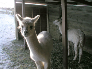 Dylan and Walter, at home in their field shelter, and receiving guests