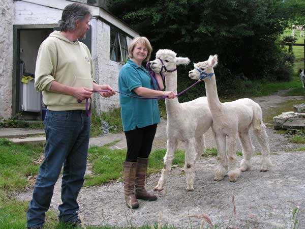 Dreamcatcher and Tomos head home to Alpacas of Wales with Sue Myerscough